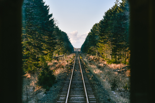 昆布盛の防風林