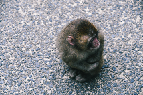 高崎山自然動物園